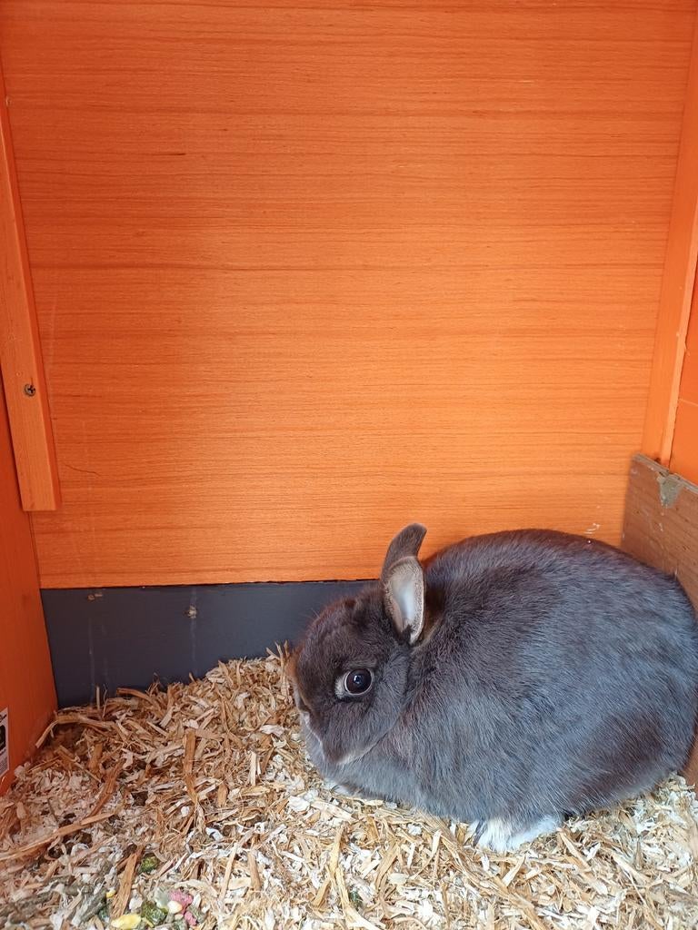 Te koop Drie dwergkonijntjes, Dieren en Toebehoren, Meerdere dieren, Dwerg