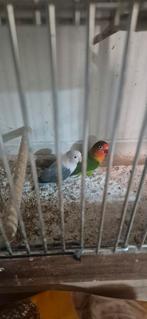 Fisherie koppel, Dieren en Toebehoren, Meerdere dieren, Parkiet