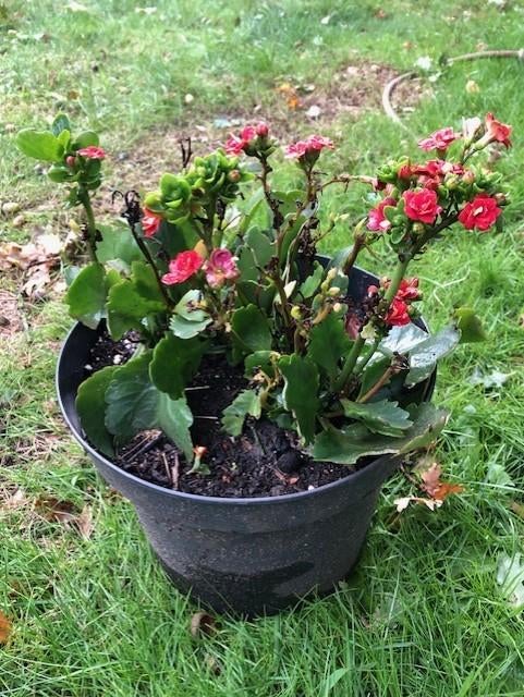 Woestijnroos kamerplant , staat in de kuip dus zo meenemen ., Ophalen, Overige soorten, Halfschaduw, In pot