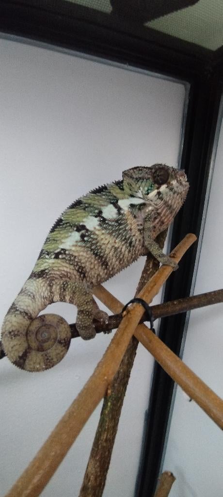 Kameleon furcifer Pardalis (panter), Hagedis, 0 tot 2 jaar