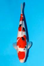 HQ SANKE JUMBO BLOODLINE MOMOTARO tosai, Karper of Koi