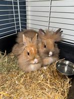 Dwerg konijn, Dieren en Toebehoren, Konijnen, Mannelijk, Dwerg