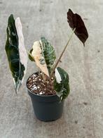 Alocasia Chantrieri Pink Variegata, Ophalen of Verzenden, Halfschaduw, Minder dan 100 cm
