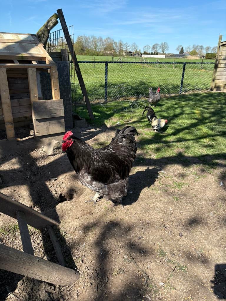 Haan, Dieren en Toebehoren, Mannelijk, Kip