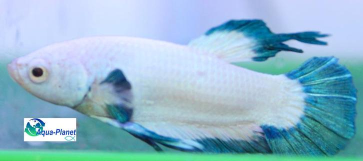 Betta - Blue Panda, Dieren en Toebehoren, Vissen | Aquariumvissen, Zoetwatervis, Vis