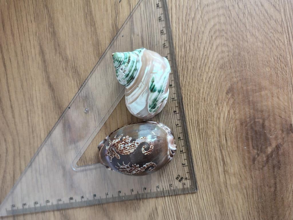 Twee decoratieve schelpen met plaatjes, Verzenden, Zo goed als nieuw