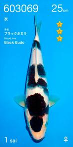 BlackBudo Tosai Female Ogata, Karper of Koi