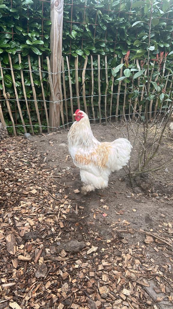 Bramha haan, Mannelijk, Kip