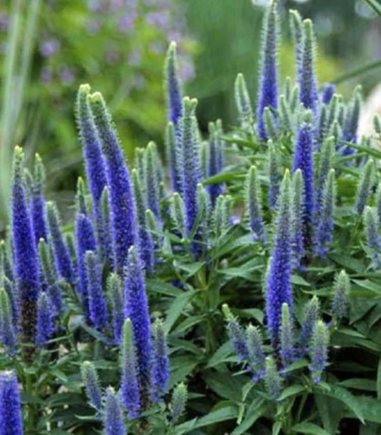 Veronica longifolia, Ereprijs,  inheemse plant, Overige soorten, Volle zon, Vaste plant, Ophalen of Verzenden
