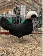 Gezocht hollands kuifhoen kippen en haan!, Meerdere dieren, Kip