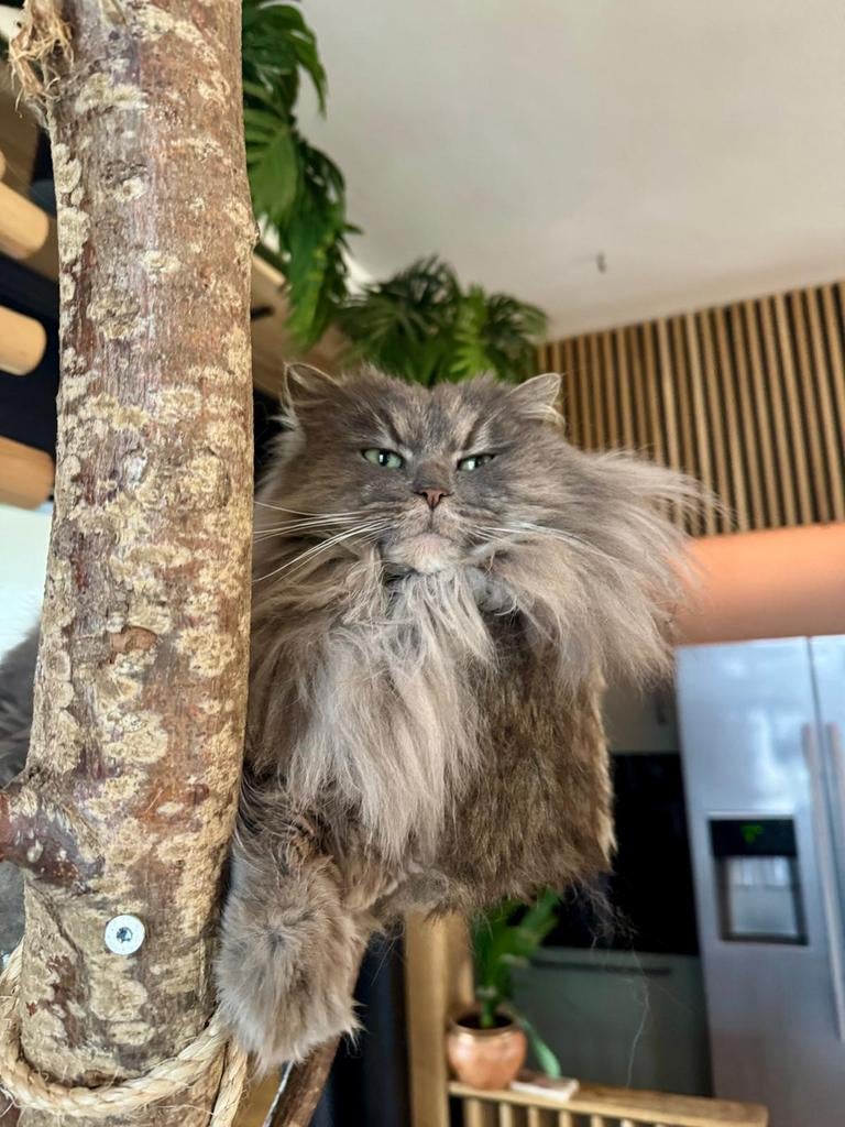 Twee lieve poezen: Maine Coon en Ragdoll., Poes