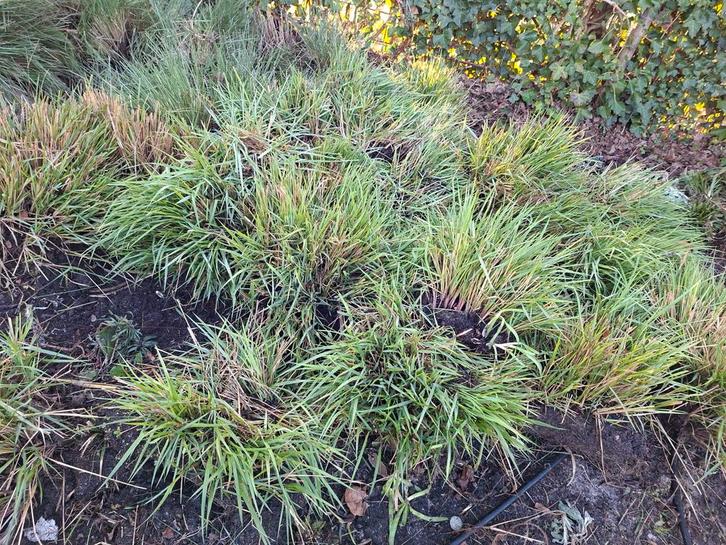 Miscanthus, diverse soorten. (Siergras), Tuin en Terras, Planten | Tuinplanten, Siergrassen, Ophalen