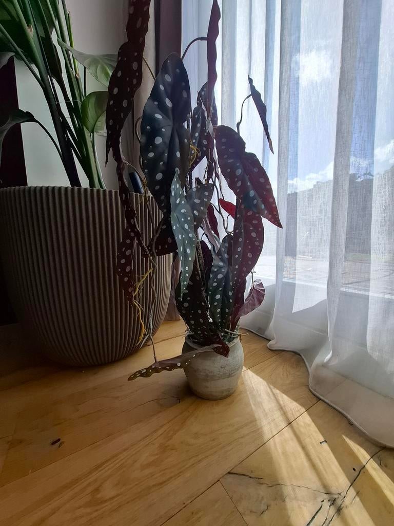Nep Stippenplant met Betonlook Pot - 75 c, Ophalen of Verzenden, Halfschaduw, Minder dan 100 cm