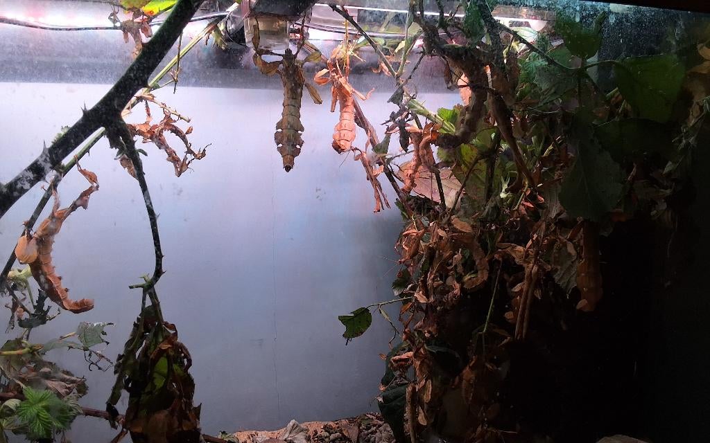 Ik heb nog gratis wandelde takken, Ophalen, Tak, Plant, Rots of Steen