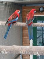 Te koop 2 rode penanten poppen, Vrouwelijk, Parkiet, Geringd