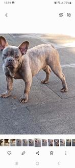 Franse bulldog dekreu blue silver, Parvo, Reu, 1 tot 2 jaar, Meerdere