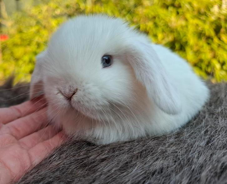 Raszuiver minilop rammetje, Dieren en Toebehoren, Konijnen, Dwerg, Mannelijk