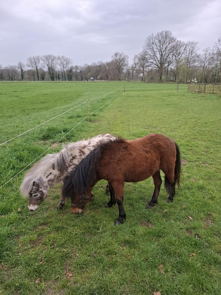 Mooie jonge hengst, Dieren en Toebehoren, Pony's, Hengst, Niet van toepassing, A pony (tot 1.17m), 0 tot 2 jaar, Ontwormd