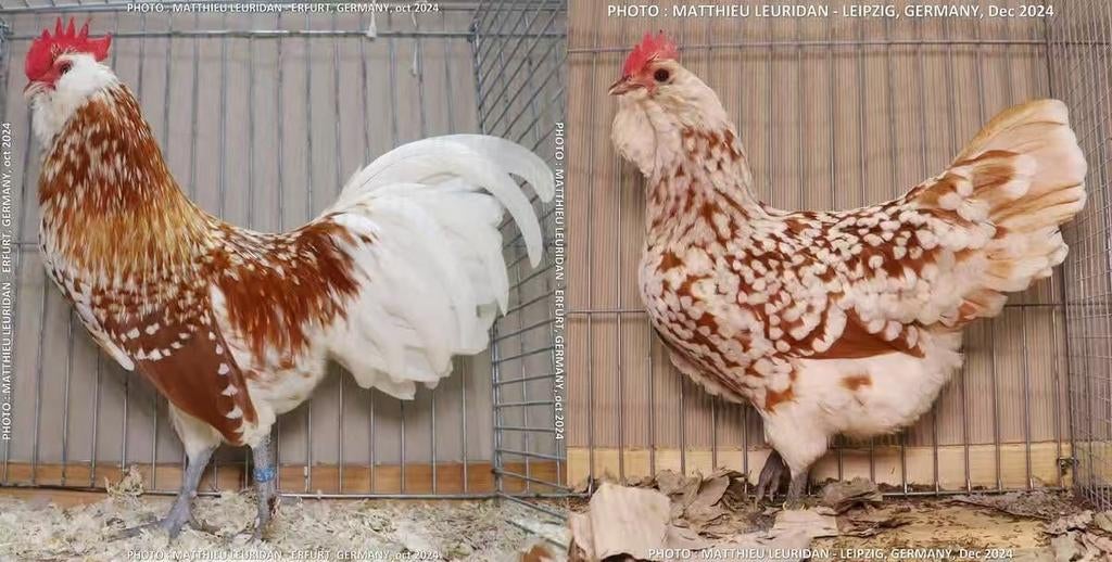 Gevraagd Thuringer baardhoen, Dieren en Toebehoren, Pluimvee, Meerdere dieren, Kip