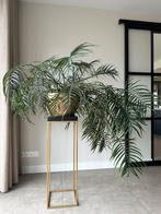 Grote kamerplant, Huis en Inrichting, Kamerplanten, Ophalen, Palm, Halfschaduw, In pot