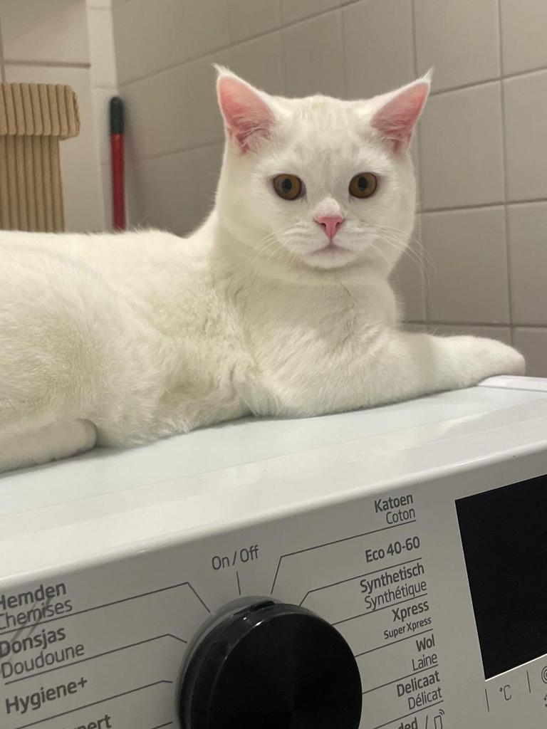 Pamuk Britse korthaar 1 jaar