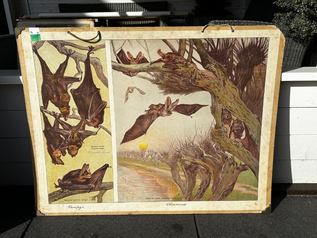 Vleermuis / vampier, Antiek en Kunst, Ophalen of Verzenden, Natuur en Biologie