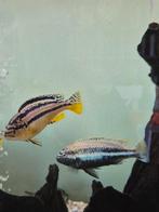 Melanochromis auratus (gouden mbuna cichlide), Dieren en Toebehoren