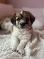 Maltipoo-Havanese pups, 8 tot 15 weken, Parvo, Meerdere, Meerdere dieren