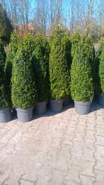 Buxus pyramide 110 tot 130 cm, Ophalen, Bloeit niet, Overige soorten, Volle zon