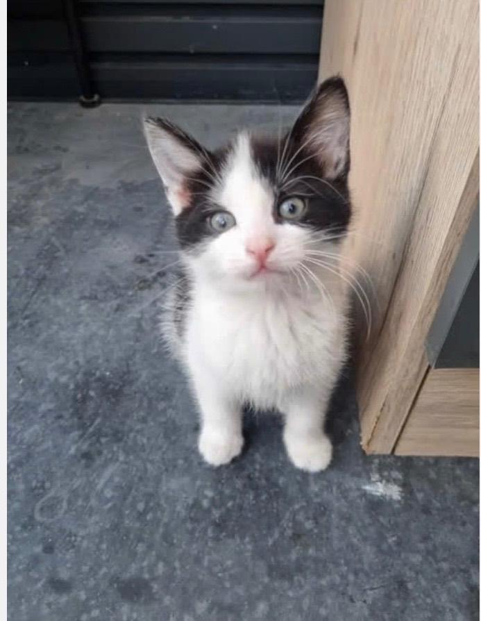 Kitten te koop, Kater, Kortharig, 0 tot 2 jaar