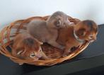 Abessijn kittens., Meerdere dieren, Met stamboom, 0 tot 2 jaar