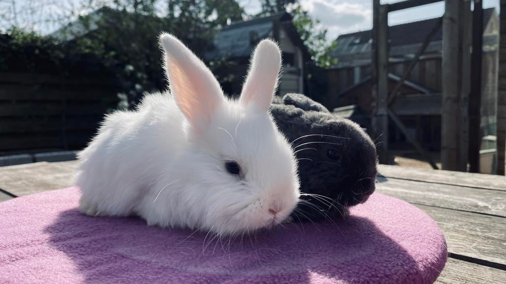 Duitse Hangoor koppel Gladhaar en Rex., Dieren en Toebehoren, Meerdere dieren, Middelgroot, Hangoor, 0 tot 2 jaar