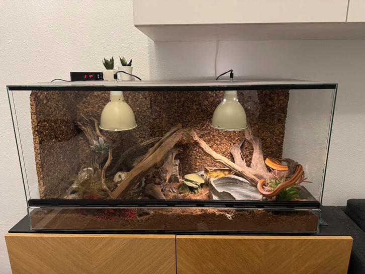 Rode Rattenslang incl. Terrarium en alle toebehoren, Dieren en Toebehoren, Reptielen en Amfibieën | Toebehoren, Zo goed als nieuw