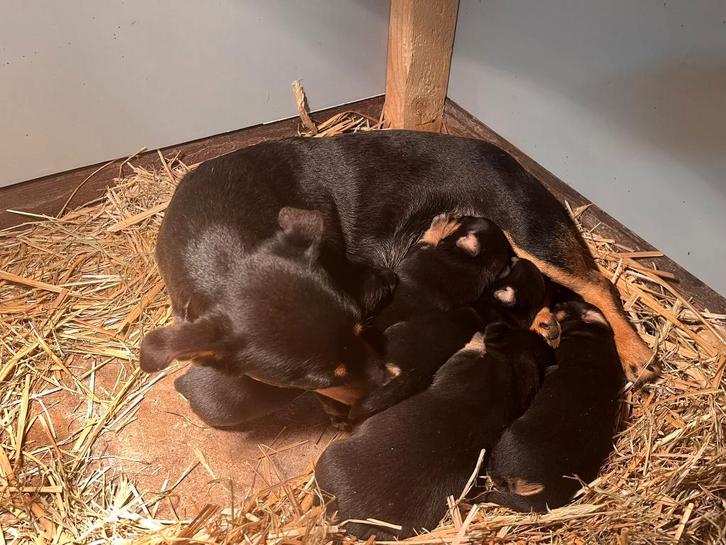 Jack Russell pups black and tan, Dieren en Toebehoren, Honden | Jack Russells en Terriërs, Meerdere dieren, Jack Russell Terriër