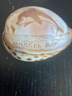 Schelp met hand beschildering uit florida, mosselbay, Ophalen of Verzenden, Schelp(en)