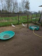 Loop eenden gratis ophalen dierenweide Raamhof Oeffelt, Dieren en Toebehoren, Pluimvee, Meerdere dieren, Eend