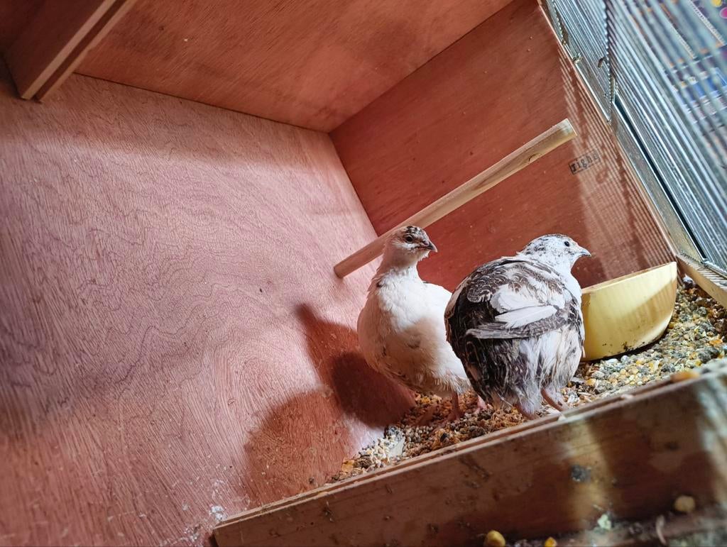 2 mannelijke kwartels, Dieren en Toebehoren, Meerdere dieren, Overige soorten