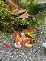 Bloody mary’s garnalen, Dieren en Toebehoren, Vissen | Aquariumvissen, Kreeft, Krab of Garnaal