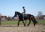 Brave Friese merrie, Dieren en Toebehoren, Merrie, Minder dan 160 cm, Recreatiepaard, 11 jaar of ouder
