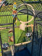 papagaai kooi van strong, Mannelijk, Papegaai