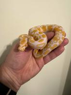 Albino Panther Het Piebald 1.0 Ball python, Dieren en Toebehoren, Reptielen en Amfibieën, Slang