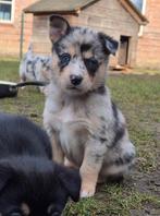 Australian shepherd x Pomsky pups (mini aussie), Nederland, Parvo, Overige rassen, 8 tot 15 weken