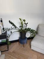 Kamerplant in pot, Ophalen, Overige soorten, Halfschaduw, In pot
