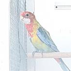 Goudmantel rosella, Dieren en Toebehoren, Geslacht onbekend, Parkiet, Geringd