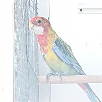 Goudmantel rosella  beschikbaar voor biedingen