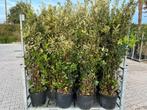 Quercus Ilex | Steeneik | Boom en struiken | Groenblijvend, Overige soorten, Ophalen of Verzenden, Struik, 100 tot 250 cm