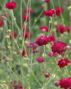 3x Knautia macedonica = BEEMDKROON, Vaste plant, Halfschaduw, Zomer, Ophalen