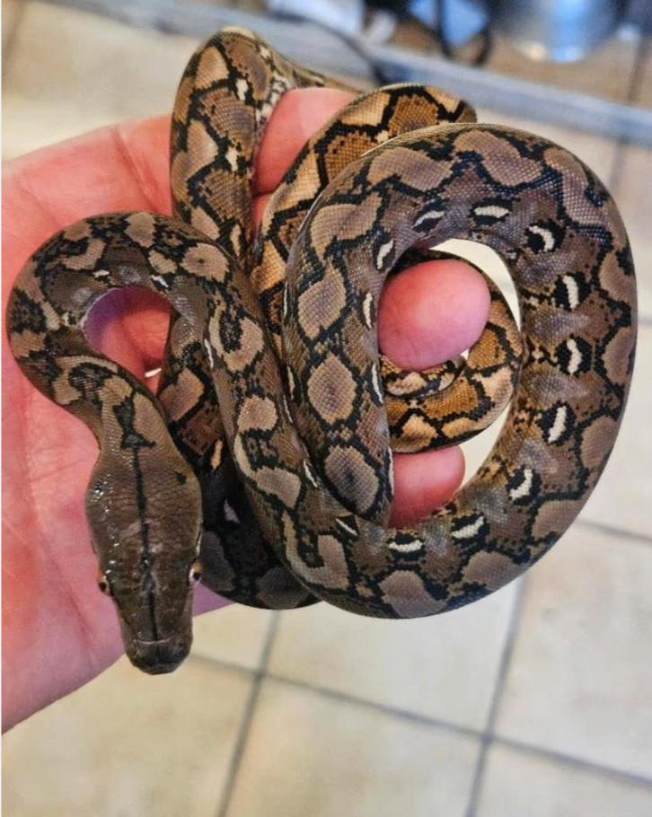 0.0.1 python reticulatus Pur SELAYAR super nain f1