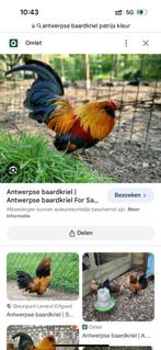 Gezocht !!! Antwerpse baardkriel patrijs kleur, Dieren en Toebehoren, Overige soorten, Vrouwelijk
