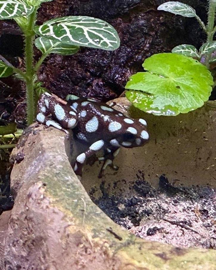 Excidobates Mysteriosus gifkikker